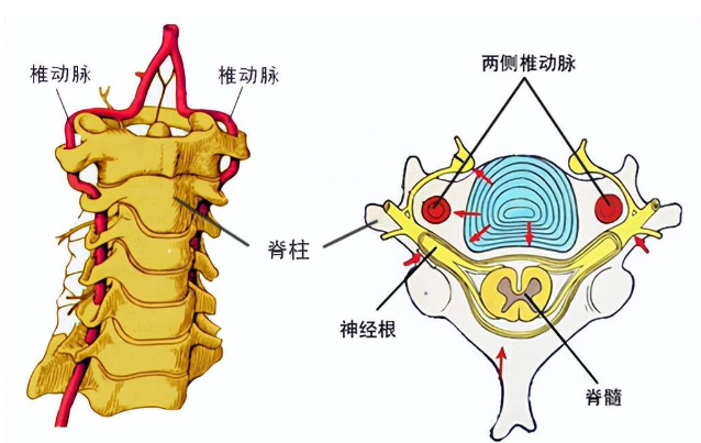 邵陽創(chuàng)傷骨科,邵陽風(fēng)濕病區(qū),邵陽骨質(zhì)增生,邵陽關(guān)節(jié)病區(qū),邵陽頸椎病區(qū)