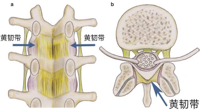 邵陽創(chuàng)傷骨科,邵陽風濕病區(qū),邵陽骨質增生,邵陽關節(jié)病區(qū),邵陽頸椎病區(qū)